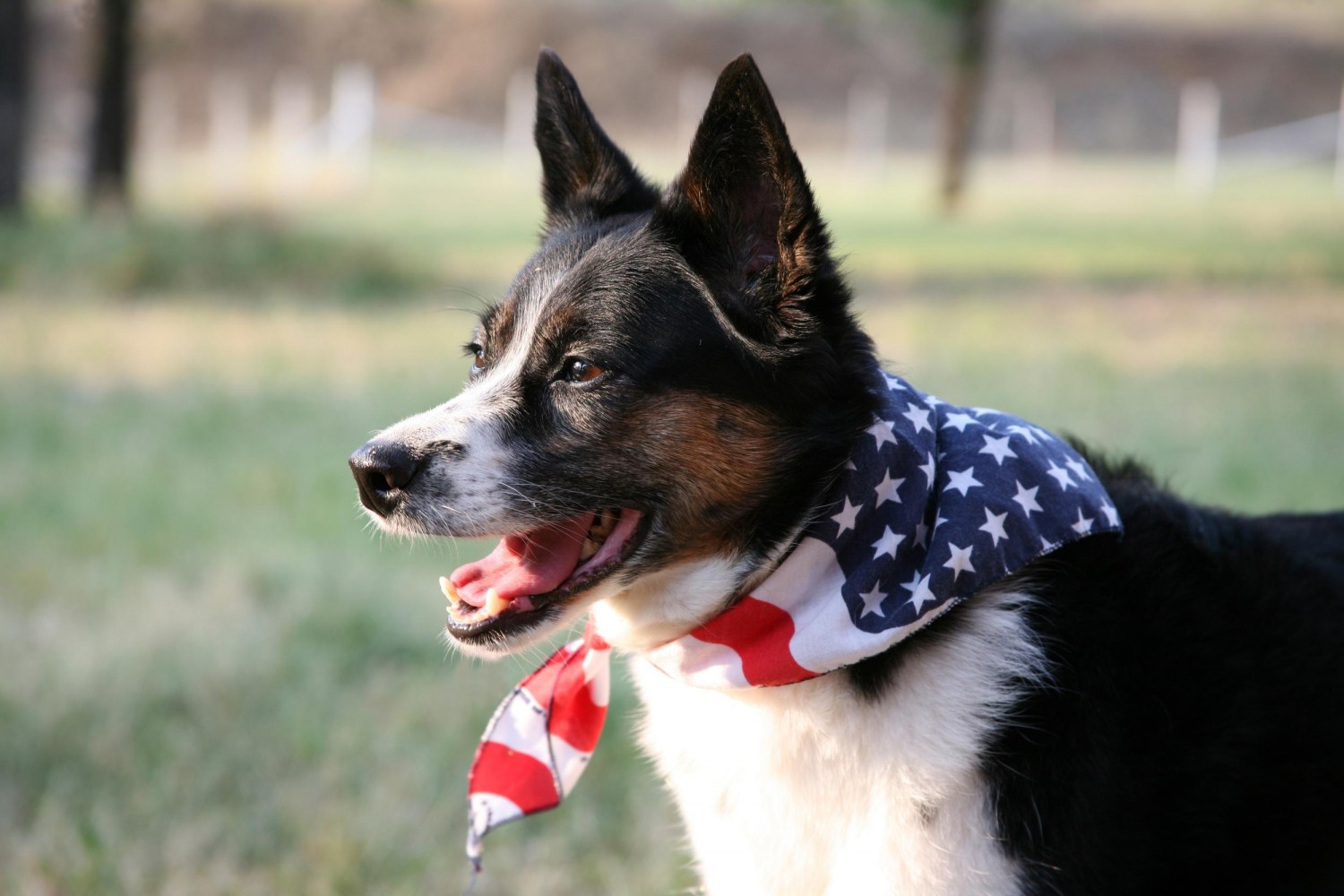 Dog wearing an American Flag bandana